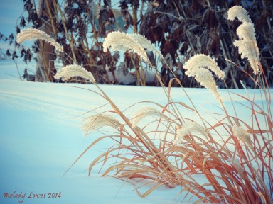 Frosty grasses